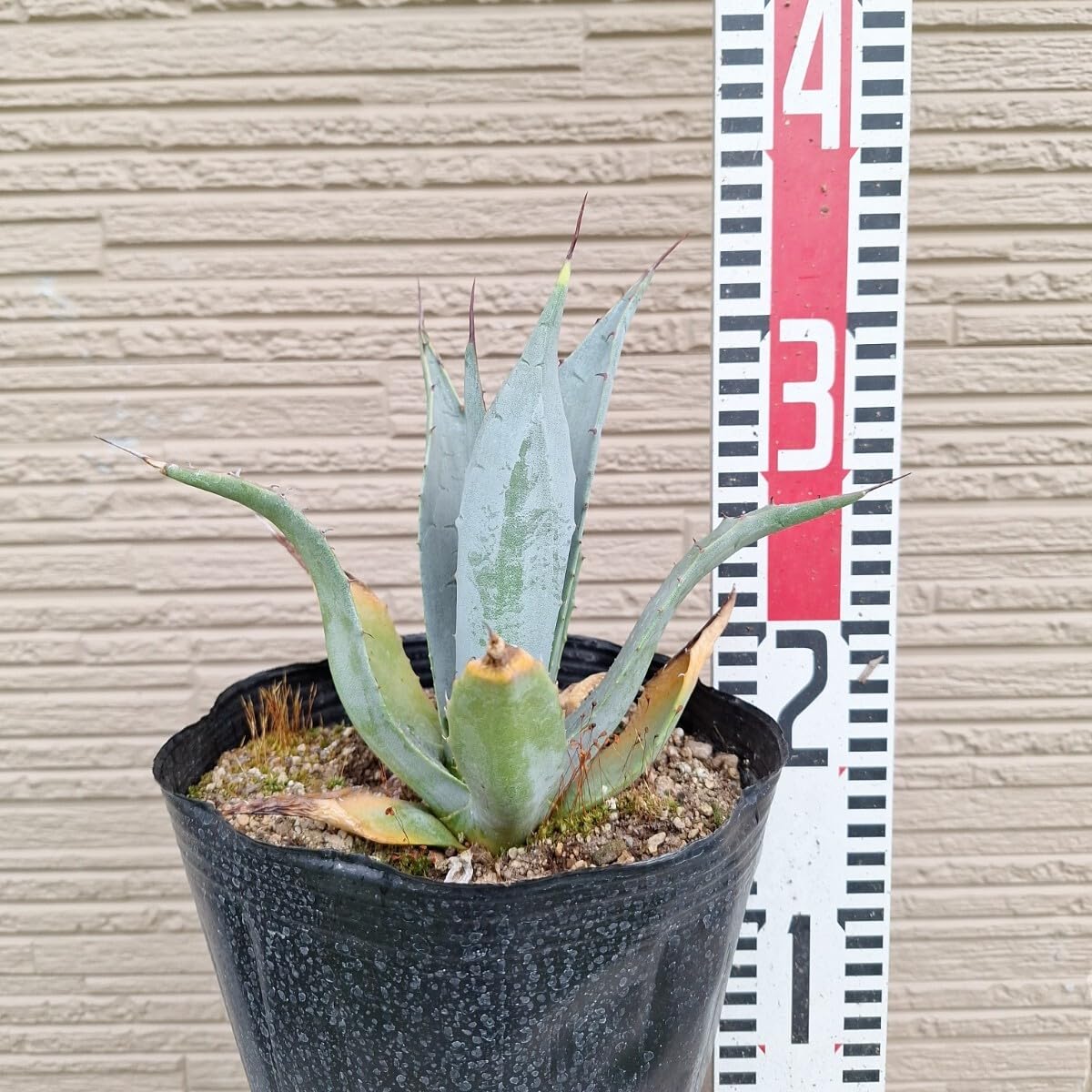 Amazon.co.jp: アガベ パリー コウエシー 抜き苗 多肉植物 18cmポット